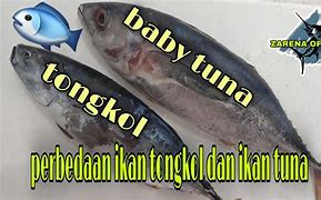 Ikan Tongkol Sama Dengan Tuna